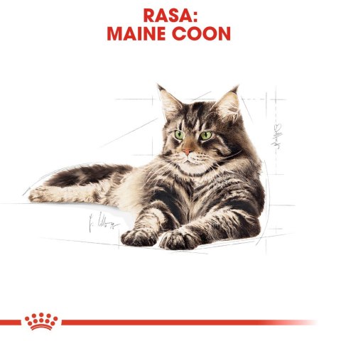 ROYAL CANIN FBN Maine Coon - mokra karma dla dorosłego kota - 12x85g