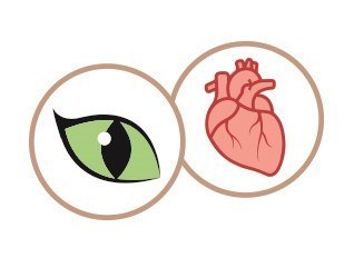 SHELMA saszetka - pełnoporcjowa bezzbożowa karma dla dorosłych kotów. Bogata w indyka, z rokitnikiem w sosie 85g