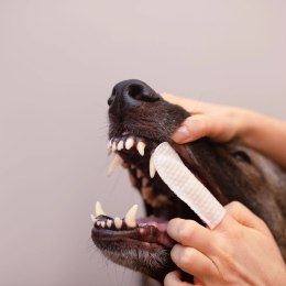 VetExpert Caryodent Finger Wipes 50szt