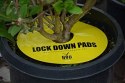 PUŁAPKA OWADOBÓJCZA LOCK DOWN PADS FI15CM 8SZT