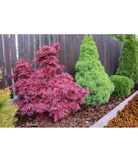 BIOVITA ZRĘBKI POMARAŃCZOWE 50L