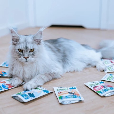 ANIMAL ISLAND Indyk w rosole karma dla kota monopak 40x85g